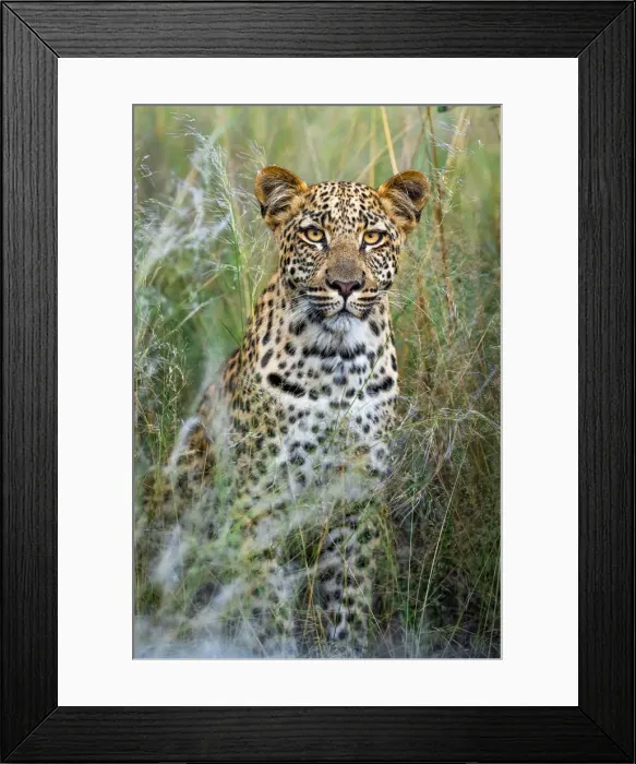 Framed Print : Leopard Portrait, Kalahari Desert, Botswana Framed Print : Leopard Portrait, Kalahari Desert, Botswana