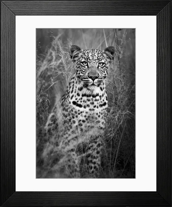 Framed Print : Black and White Leopard Portrait Kalahari Desert, Botswana Framed Print : Black and White Leopard Portrait Kalahari Desert, Botswana