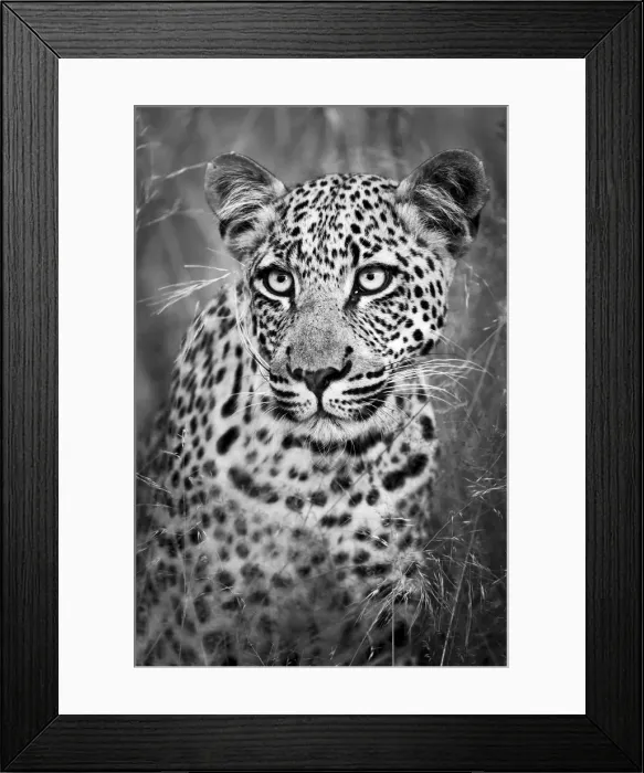 Framed Print : Black and White Leopard Portrait Kalahari Desert, Botswana Framed Print : Black and White Leopard Portrait Kalahari Desert, Botswana
