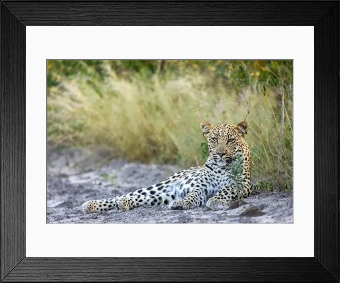 Framed Print : Leopard cub, Kalahari Desert, Botswana