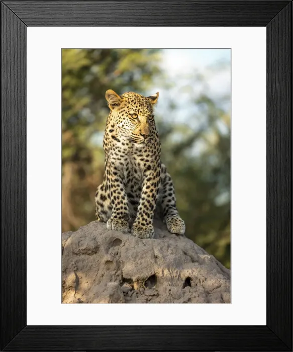 Framed Print : Leopard cub sitting on a termite mound, Kalahari Desert, Botswana Framed Print : Leopard cub sitting on a termite mound, Kalahari Desert, Botswana