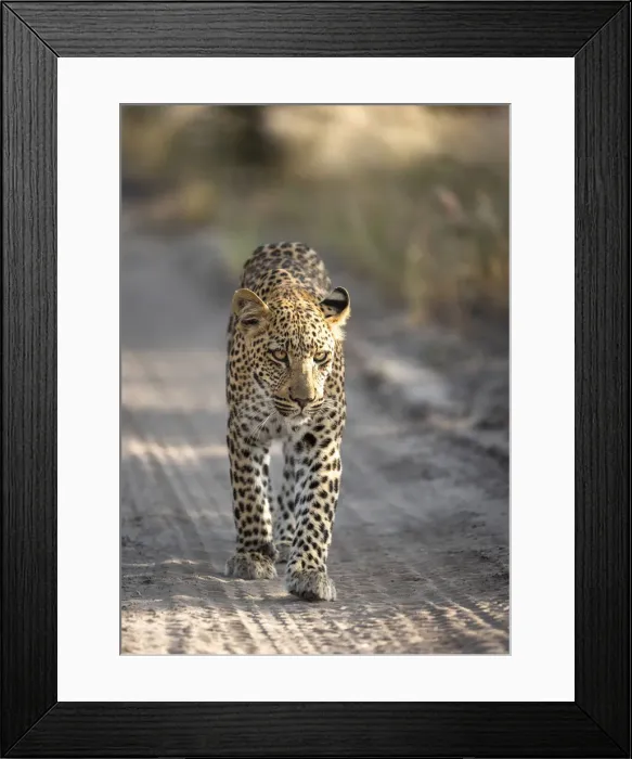 Framed Print : Leopard cub walking in a road, Kalahari Desert, Botswana Framed Print : Leopard cub walking in a road, Kalahari Desert, Botswana