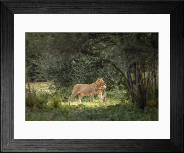 Framed Print : Lion with small kill, Kalahari Desert, Botswana Framed Print : Lion with small kill, Kalahari Desert, Botswana