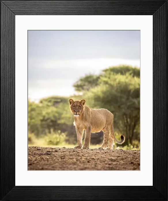 Framed Print : Lion Portrait, Kalahari Desert, Botswana