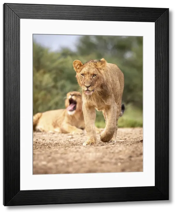 Framed Print : Lion cubs, Kalahari Desert, Botswana Framed Print : Lion cubs, Kalahari Desert, Botswana