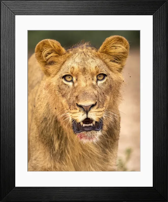 Framed Print : Lion Portrait, Kalahari Desert, Botswana Framed Print : Lion Portrait, Kalahari Desert, Botswana