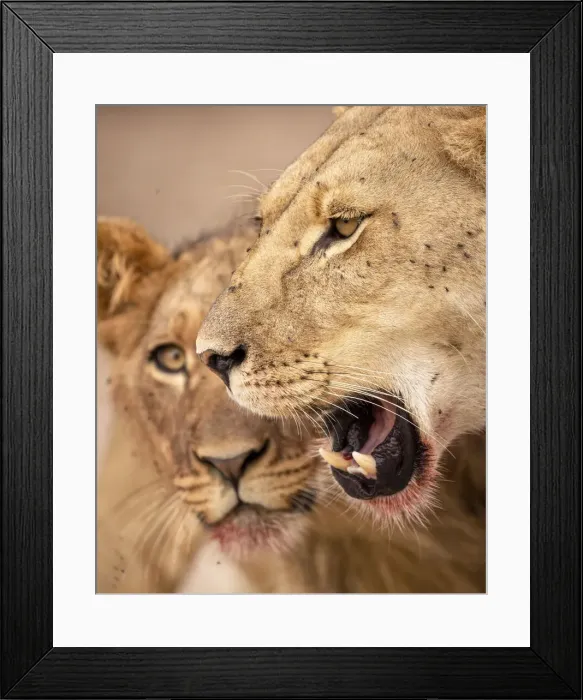 Framed Print : Lion cub and mother, Kalahari Desert, Botswana