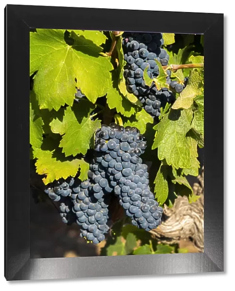 Detail of red grapes at Haras de Pirque winery, Pirque, Maipo Valley, Cordillera Province, Santiago Metropolitan Region, Chile