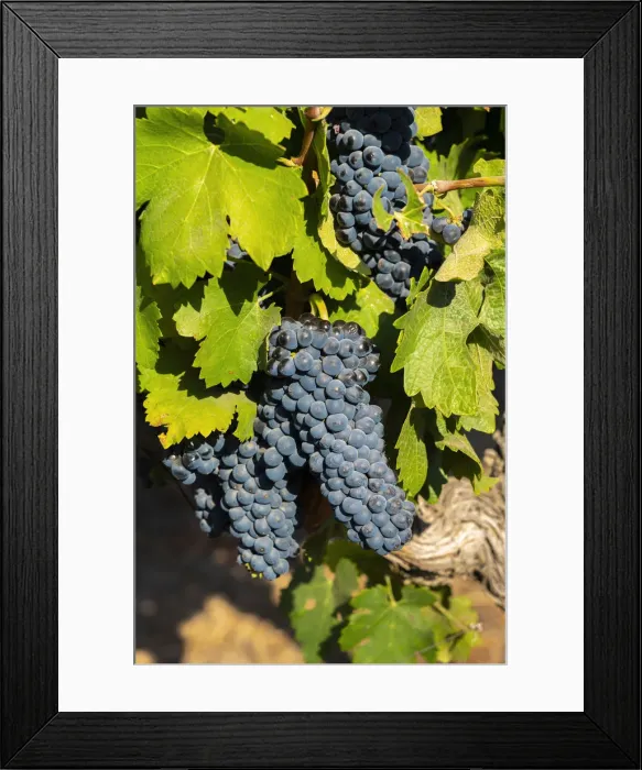 Framed Print : Detail of red grapes at Haras de Pirque winery, Pirque, Maipo Valley, Cordillera Province, Santiago Metropolitan Region, Chile Framed Print : Detail of red grapes at Haras de Pirque winery, Pirque, Maipo Valley, Cordillera Province, Santiago Metropolitan Region, Chile