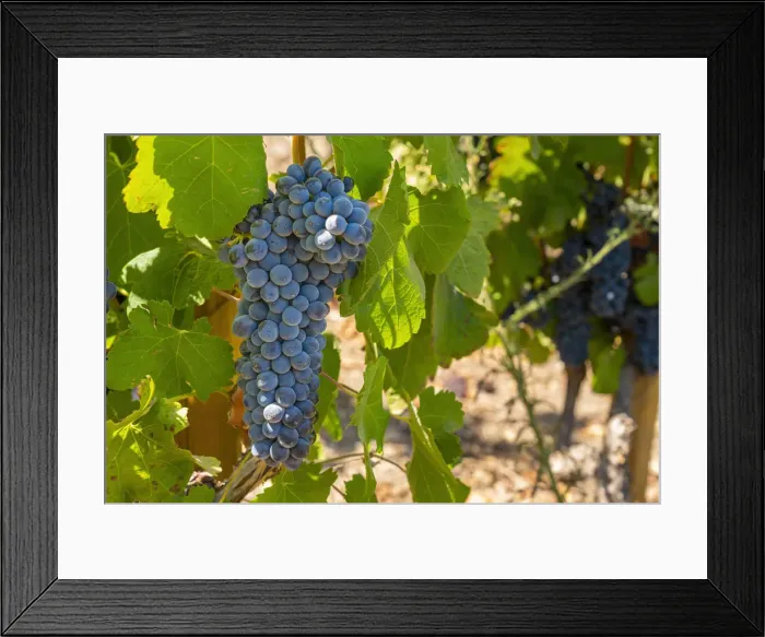 Framed Print : Detail of red grapes at El Principal winery, Pirque, Maipo Valley, Cordillera Province, Santiago Metropolitan Region, Chile Framed Print : Detail of red grapes at El Principal winery, Pirque, Maipo Valley, Cordillera Province, Santiago Metropolitan Region, Chile