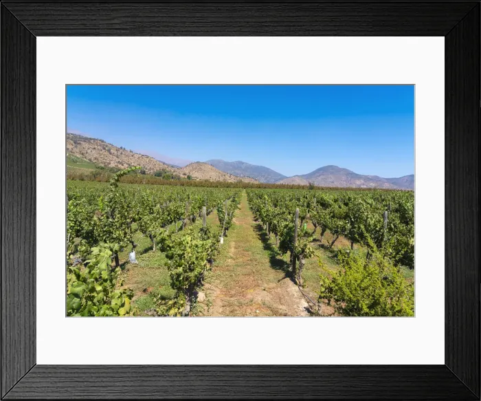 Framed Print : Vineyards with The Andes mountains on horizon, El Principal winery, Pirque, Maipo Valley, Cordillera Province, Santiago Metropolitan Region, Chile Framed Print : Vineyards with The Andes mountains on horizon, El Principal winery, Pirque, Maipo Valley, Cordillera Province, Santiago Metropolitan Region, Chile