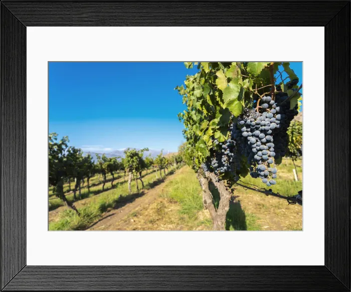 Framed Print : Detail of red grapes in vineyard, Haras de Pirque winery, Pirque, Maipo Valley, Cordillera Province, Santiago Metropolitan Region, Chile Framed Print : Detail of red grapes in vineyard, Haras de Pirque winery, Pirque, Maipo Valley, Cordillera Province, Santiago Metropolitan Region, Chile