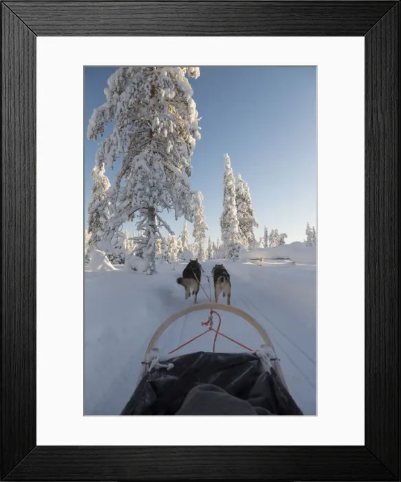 Framed Print : Sleddog in snowy woodland, Kuusamo, Lapland, Finland