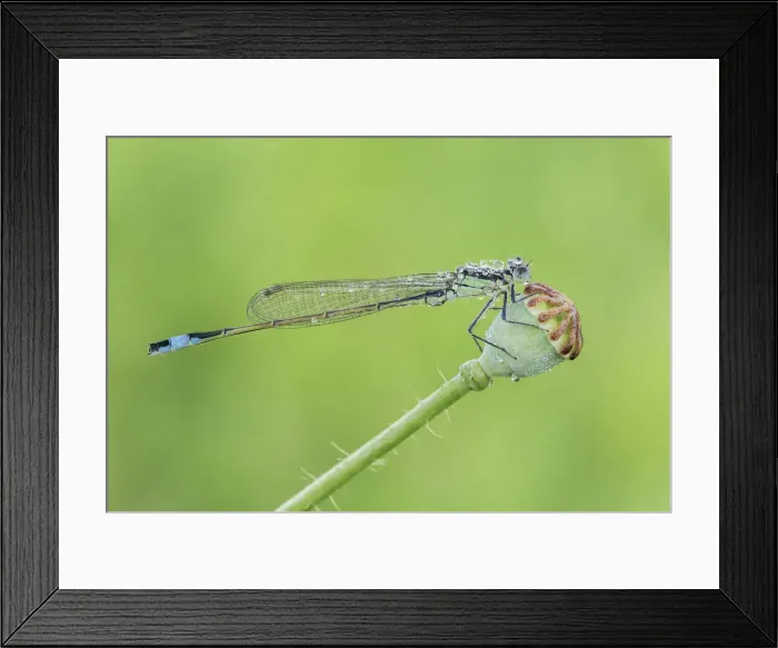 Framed Print : Ischnura Elegans, Lura park, Lomazzo, Como province, Lombardy, Italy Framed Print : Ischnura Elegans, Lura park, Lomazzo, Como province, Lombardy, Italy