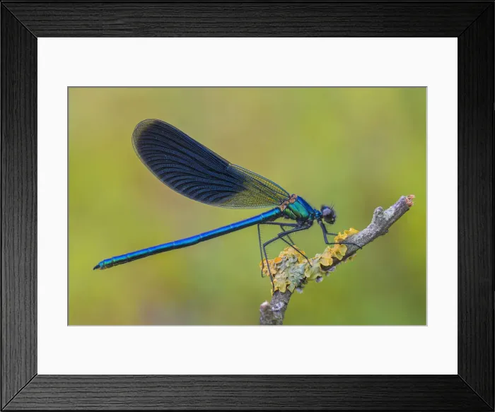 Framed Print : Calopteryx Splendens, Lura park, Lomazzo, Como province, Lombardy, Italy Framed Print : Calopteryx Splendens, Lura park, Lomazzo, Como province, Lombardy, Italy
