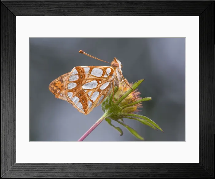 Framed Print : Issoria Lathonia, Lura park, Lomazzo, Como province, Lombardy, Italy Framed Print : Issoria Lathonia, Lura park, Lomazzo, Como province, Lombardy, Italy