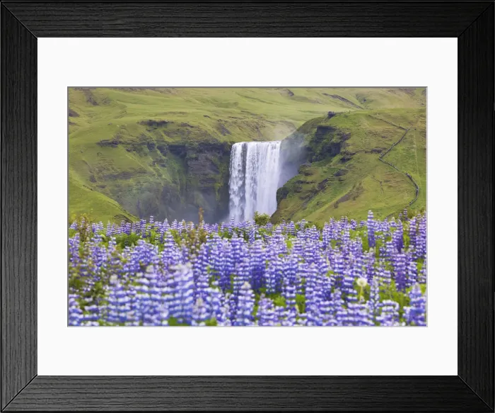 Framed Print : Lupins wrap the green meadows around the Skogafoss waterfall, Sudurland, Iceland Framed Print : Lupins wrap the green meadows around the Skogafoss waterfall, Sudurland, Iceland