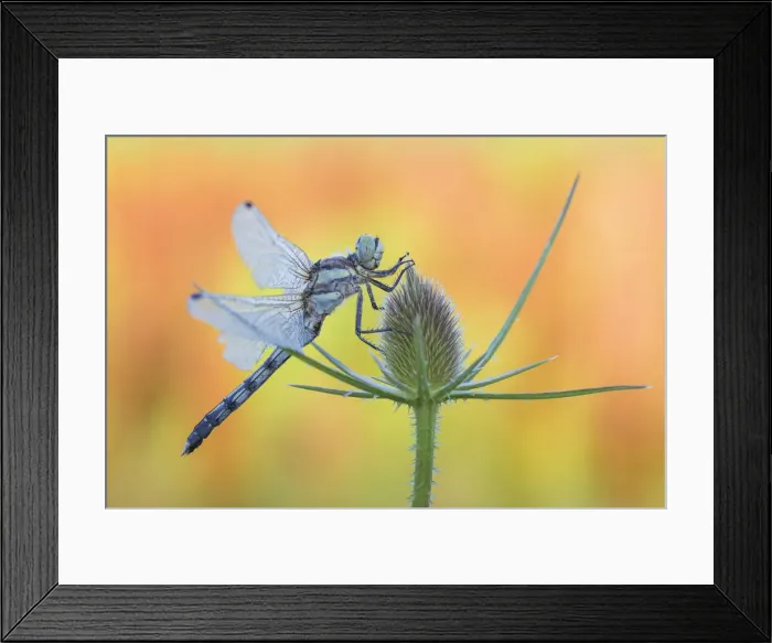 Framed Print : Orthetrum Albistylum, Lura park, Lomazzo, Como province, Lombardy, Italy Framed Print : Orthetrum Albistylum, Lura park, Lomazzo, Como province, Lombardy, Italy