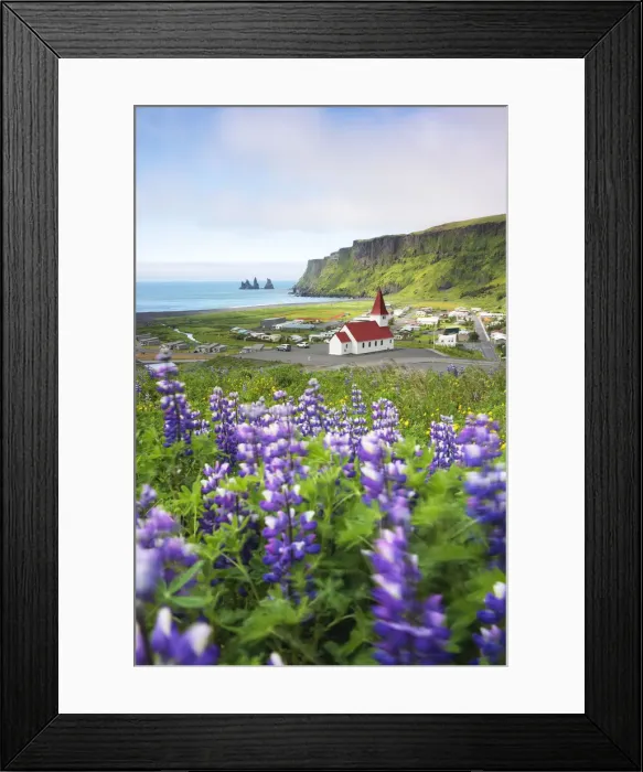 Framed Print : a field of blooming lupins near Vik, taken during a summer day, Vik i Myrdal, Sudurland, Iceland Framed Print : a field of blooming lupins near Vik, taken during a summer day, Vik i Myrdal, Sudurland, Iceland