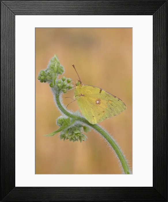 Framed Print : Butterfly, Lombardy, Italy Framed Print : Butterfly, Lombardy, Italy