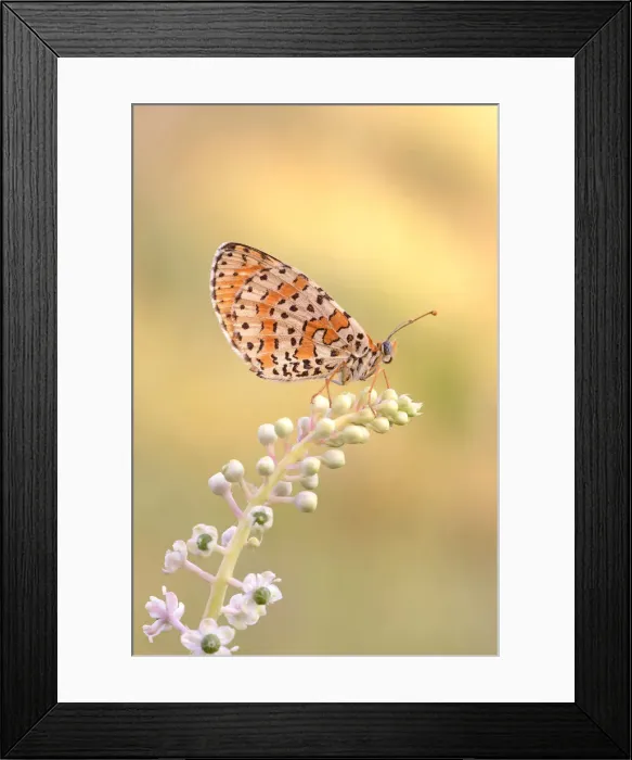 Framed Print : butterflies at the park of the lura in lomazzo in the province of como