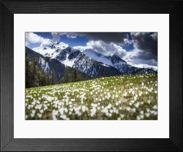 Framed Print : Spring flowering of Crocus at Corte Grande. Valle di Albaredo, Orobie, Valtellina, Lombardy, Italy Framed Print : Spring flowering of Crocus at Corte Grande. Valle di Albaredo, Orobie, Valtellina, Lombardy, Italy