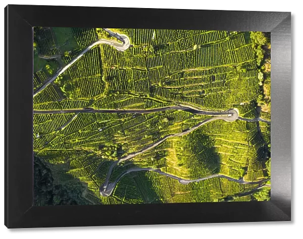 Aerial view of Grumello wine road. Valtellina, Lombardy, Italy