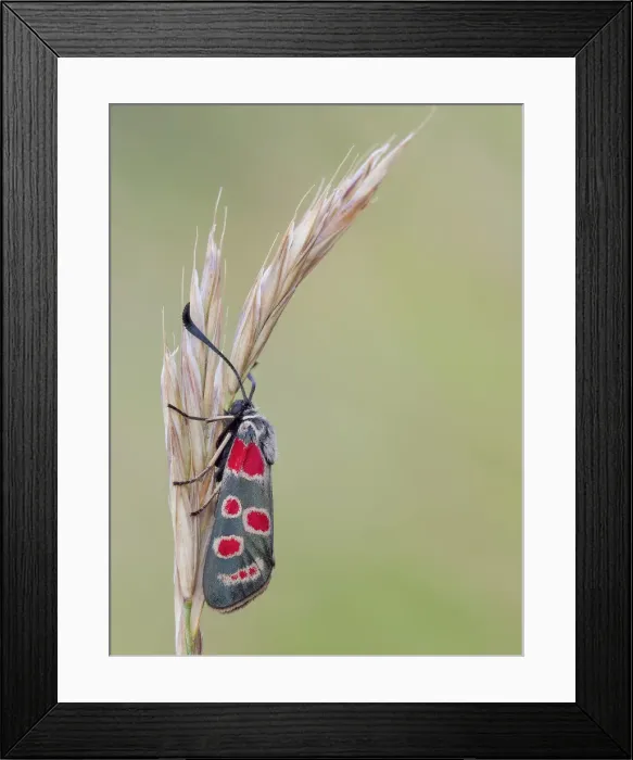 Framed Print : Zygaena carniolica, Vobbia, Liguria, Italy Framed Print : Zygaena carniolica, Vobbia, Liguria, Italy