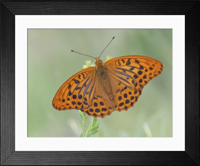 Framed Print : Butterfly with open wings, Argynnis paphia, Vobbia, Italy Framed Print : Butterfly with open wings, Argynnis paphia, Vobbia, Italy