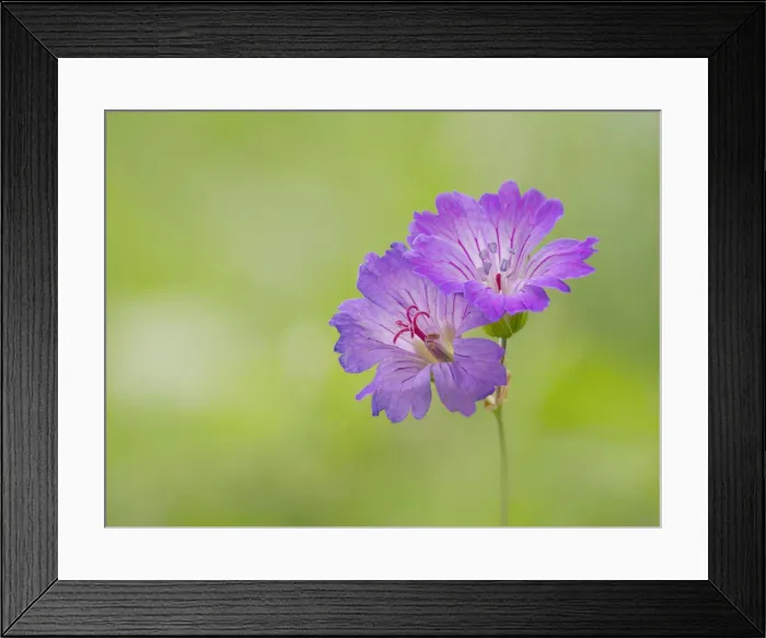 Framed Print : Knotted crane s-bill, Geranium nodosum, Vobbia, Italy Framed Print : Knotted crane s-bill, Geranium nodosum, Vobbia, Italy