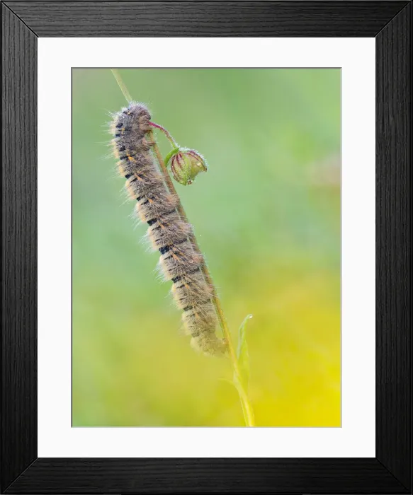 Framed Print : Lasiocampa trifolii, caterpillar, Vobbia, Italy