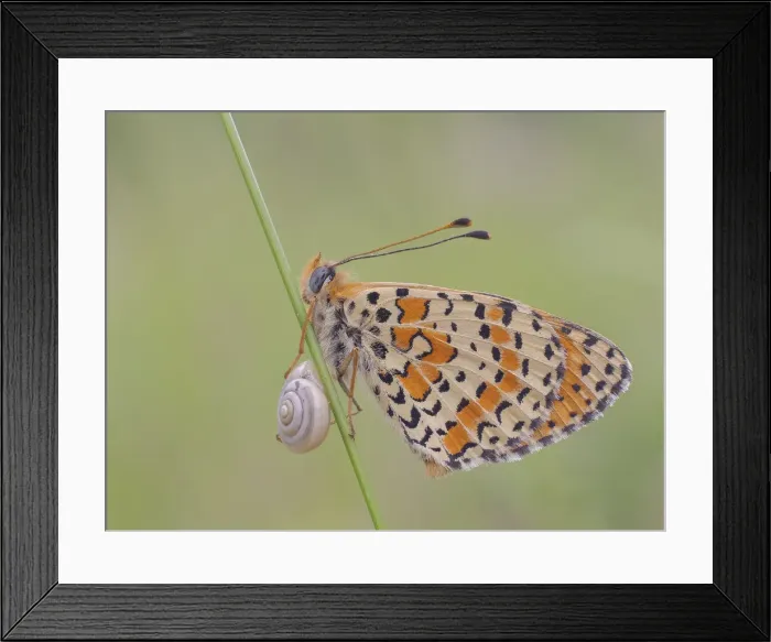 Framed Print : Melitaea didyma, piedmont, salata, italy Framed Print : Melitaea didyma, piedmont, salata, italy