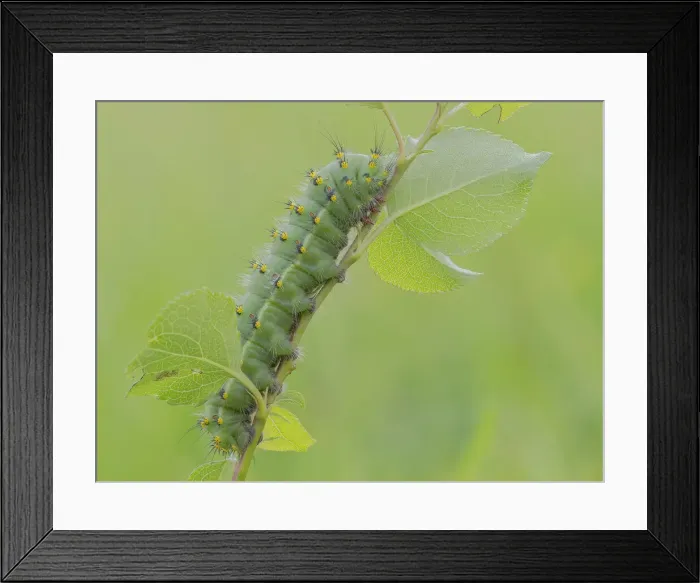 Framed Print : Saturnia pavoniella, Casareggio, Liguria, Italy Framed Print : Saturnia pavoniella, Casareggio, Liguria, Italy