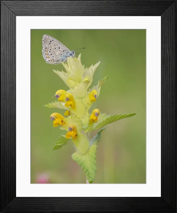 Framed Print : Butterfly on Flower, Liguria, Italy Framed Print : Butterfly on Flower, Liguria, Italy