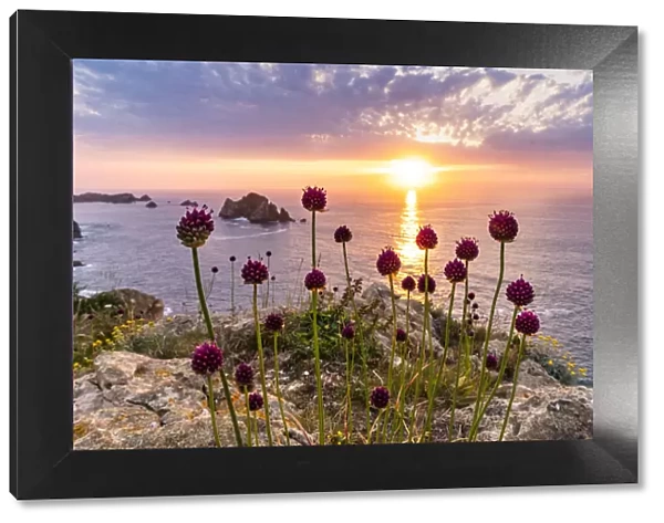 Sea and flowers at sunset in the rocky beach of Costa Quebrada. Playa del Portio, Liencres, Cantabria, Spain