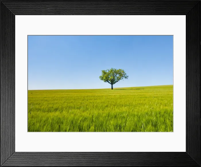 Framed Print : A single tree in a green wheat field. Burgos countryside, Castile and Leon, Spain Framed Print : A single tree in a green wheat field. Burgos countryside, Castile and Leon, Spain