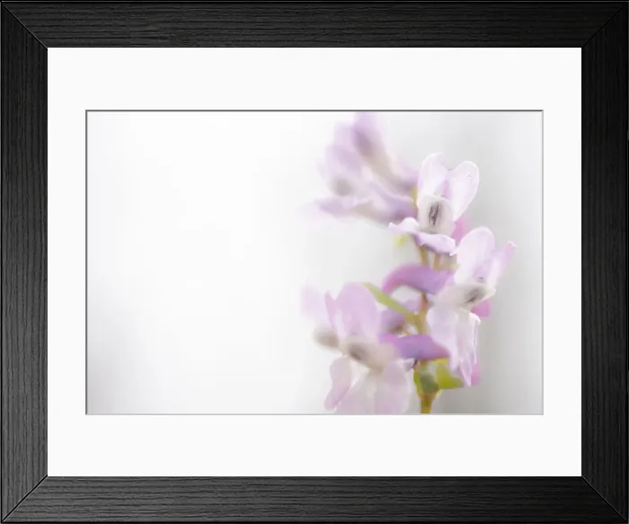 Framed Print : Italy, Marche, Apennines, Mount Catria, Orchid in the fields in Spring Framed Print : Italy, Marche, Apennines, Mount Catria, Orchid in the fields in Spring