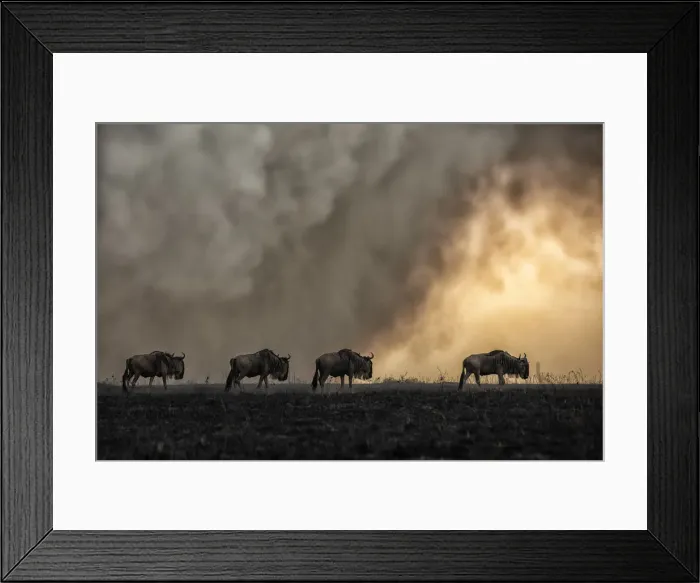Framed Print : Blue wildebeest in a bushfire in the Masaimara, Kenya Framed Print : Blue wildebeest in a bushfire in the Masaimara, Kenya