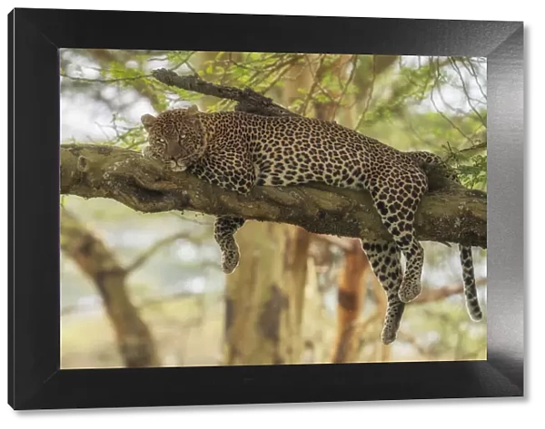 Leopard on a tree in Lake Nakuru National Park, Kenya
