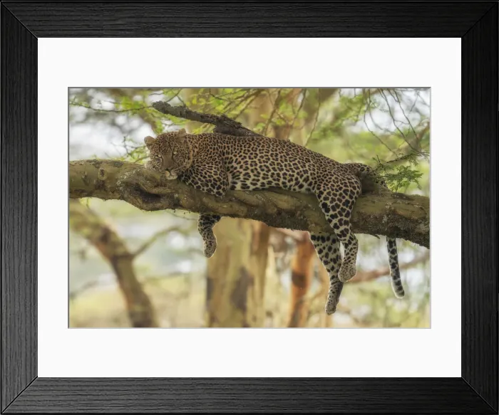 Framed Print : Leopard on a tree in Lake Nakuru National Park, Kenya Framed Print : Leopard on a tree in Lake Nakuru National Park, Kenya