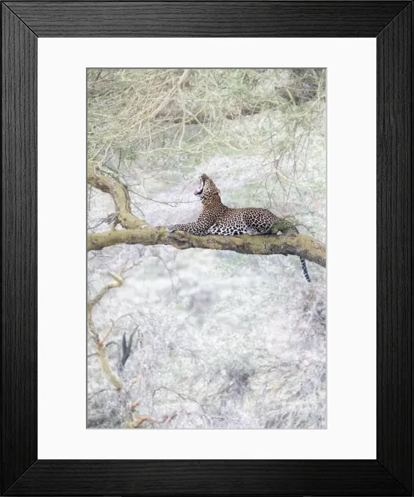 Framed Print : Leopard in Lake Nakuru National Park, Kenya Framed Print : Leopard in Lake Nakuru National Park, Kenya