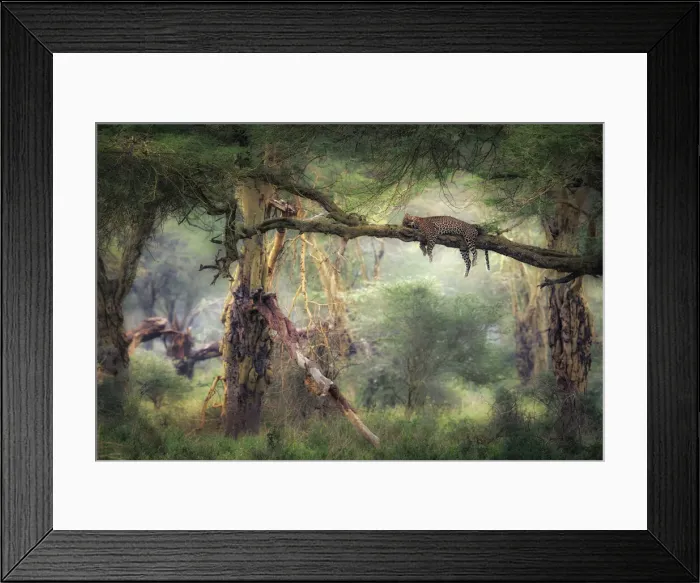 Framed Print : Leopard in Lake Nakuru National Park, Kenya