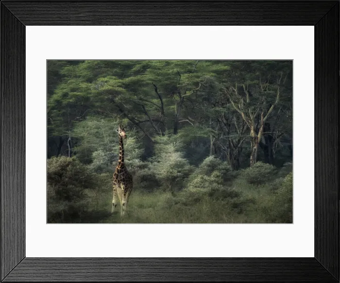 Framed Print : Rothschilds giraffe in Lake Nakuru National Park, Kenya Framed Print : Rothschilds giraffe in Lake Nakuru National Park, Kenya