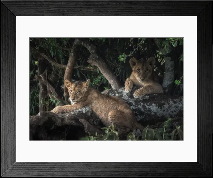 Framed Print : Lion cubs in Lake Nakuru National Park, Kenya