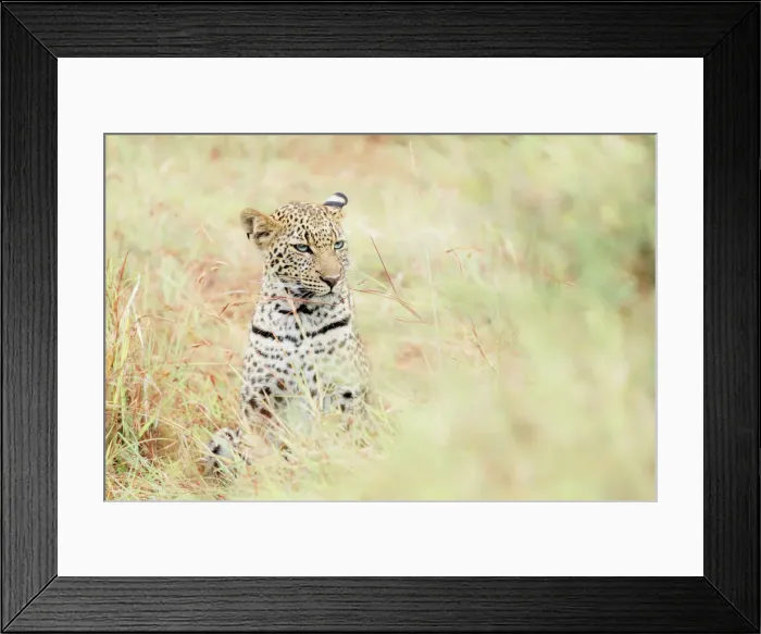 Framed Print : Leopard cub in the Masaimara, Kenya Framed Print : Leopard cub in the Masaimara, Kenya