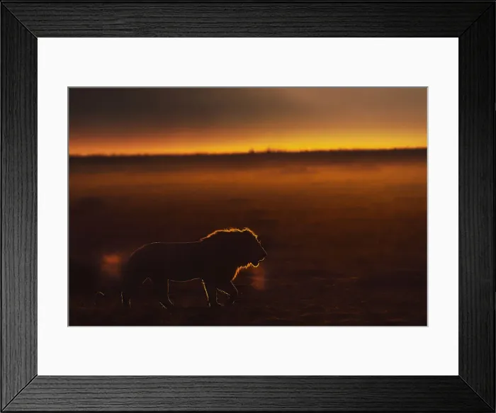 Framed Print : Male lion in the Msaimara at sunrise Framed Print : Male lion in the Msaimara at sunrise