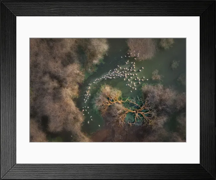 Framed Print : Aerial view of lesser flamingos in Lake Bogoria, Kenya Framed Print : Aerial view of lesser flamingos in Lake Bogoria, Kenya