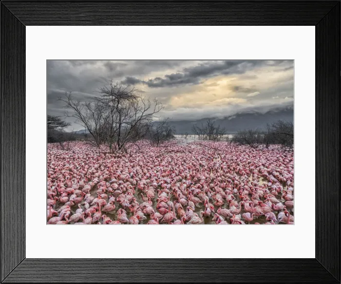 Framed Print : Lesser flamingos feeding in Lake Bogoria, Kenya Framed Print : Lesser flamingos feeding in Lake Bogoria, Kenya
