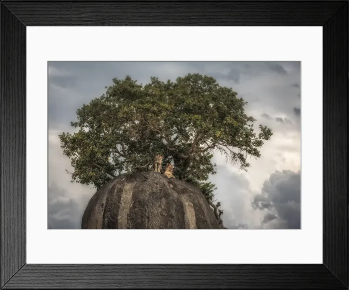 Framed Print : Lionesses on a kopje in the Serengeti National Park, Tanzania Framed Print : Lionesses on a kopje in the Serengeti National Park, Tanzania