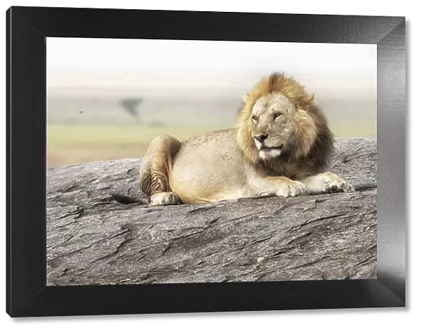 Male lion on a kopje in the Serengeti, Tanzania